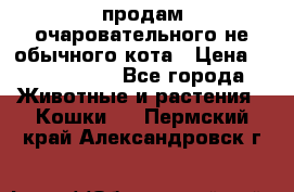 продам очаровательного не обычного кота › Цена ­ 7 000 000 - Все города Животные и растения » Кошки   . Пермский край,Александровск г.